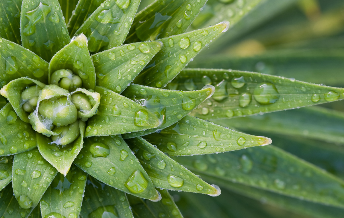 What are advantages and disadvantages of hyaluronic acid Repharm